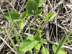 (Illinois Tick Trefoil)