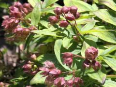 (Jacob's Ladder) buds