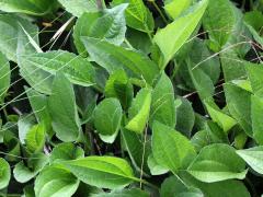 (Orange Coneflower) leaves