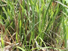 (Little Bluestem)