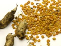 (Canadian Milk Vetch) seeds