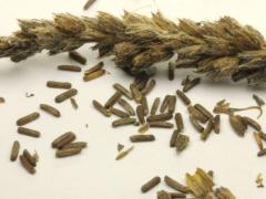 (Hoary Vervain) seeds