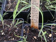 (Big Bluestem) seedling