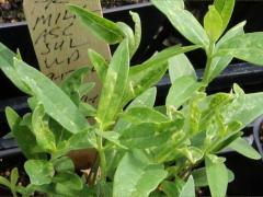 (Prairie Milkweed) seeding