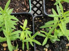 (Butterfly Milkweed) seedling