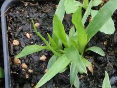 (Rattlesnake Master) seedling