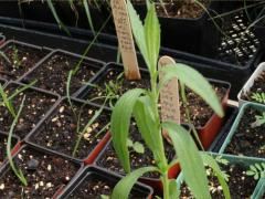 (Tall Boneset) seedling