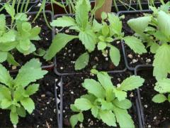 (Blue Vervain) seedling