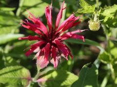 (Scarlet Beebalm)