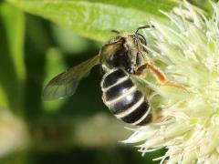 Orange-legged Furrow Bee on Rattlesnake Master