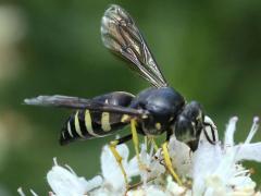 Four-banded Stink Bug Hunter on Common Mountain Mint