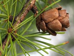 (Tamarack) fruit