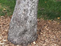 (Tamarack) trunk