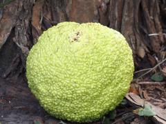 (Osage Orange) fruit