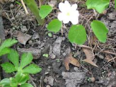 (Rue Anemone)