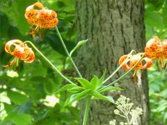 (Michigan Lily)