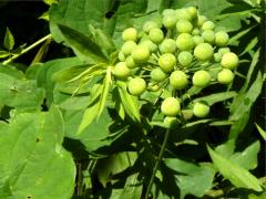 (Common Carrion Flower) fruit