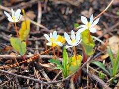 (Bloodroot)