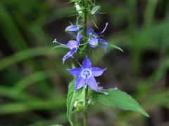 (Tall Bellflower)