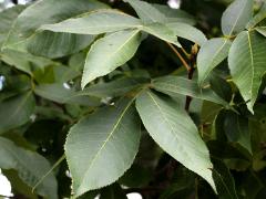 (Shagbark Hickory)