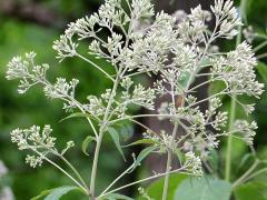 (Purple Joe Pye Weed)