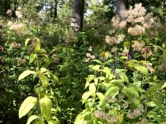 (Purple Joe Pye Weed) fruit