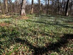 (White Trout Lily) colony