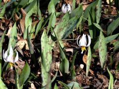 (White Trout Lily)