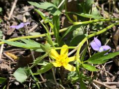 (Hispid Buttercup)