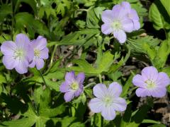 (Wild Geranium)