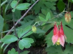 (Wild Columbine)