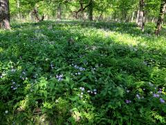 (Wild Geranium) colony