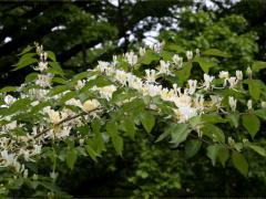 (Amur Honeysuckle)