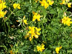 (Bird's-foot Trefoil)