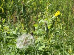 (Common Goat's Beard) fruit