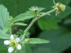 (White Avens)