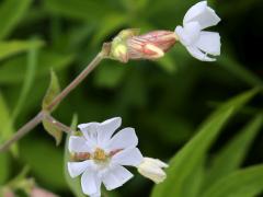 (White Campion)