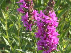 (Purple Loosestrife)