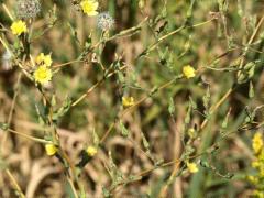 (Prickly Lettuce)