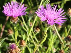 (Monckton's Knapweed) plant