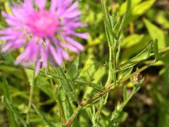 (Monckton's Knapweed) leaves