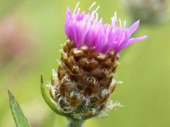 (Monckton's Knapweed) receptacle