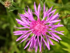 (Monckton's Knapweed) top