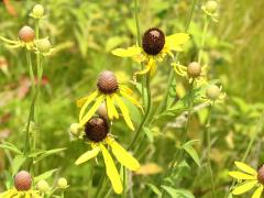 (Yellow Coneflower)