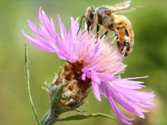 (Monckton's Knapweed) receptacle