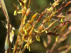 (Indian Grass) flowers