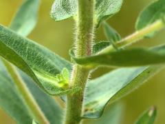 (New England Aster) stem