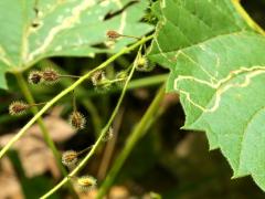 (Broadleaf Enchanter's Nightshade) fruit