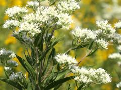 (Tall Boneset)