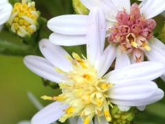 (Drummond's Aster) flowers